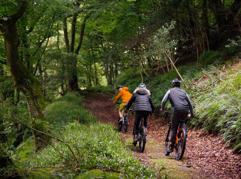 Group of cyclists in a forest.